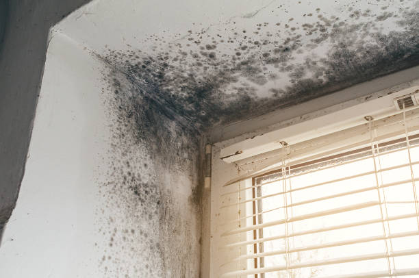 Affordable Basement Mold Removal solutions in Hawthorne, NY